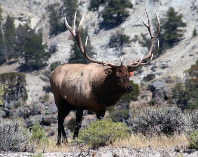 ORG XMIT: NY138 This undated photo provided by The National Park Service shows mighty bull elk No. 6 in Yellowstone National Park in Cheyenne, Wyo. Mighty bull elk No. 6 has died, victim of a freak accident just north of Yellowstone National Park.  He tripped while trying to cross a fence and somersaulted onto his back. Pinned between large rocks with his antlers beneath him, No. 6 slowly suffocated. He was found dead Sunday. (AP Photo/National Park Service) (The Spokesman-Review)