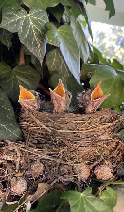 Sam Nystrom took this photo of three hungry robin chicks in nest on the South Hill.  (Courtesy of Sam Nystrom)