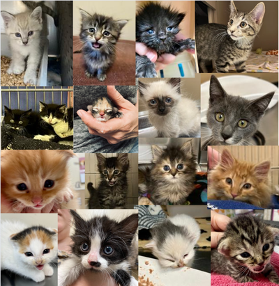 Adoptable kittens at SCRAPS in Spokane are shown in this collage.  (Courtesy of Daniella Martin/SCRAPS)