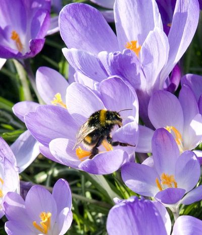 In this AP file photo, a bumblebee sits between crocuses near the river Rhine in Dusseldorf, Germany.