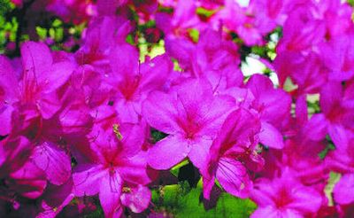 
Colorful and hardy, potted Azaleas bloom early to brighten late winter days.
 (Associated Press / The Spokesman-Review)
