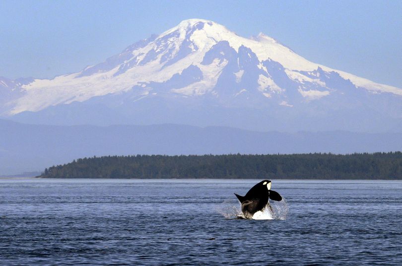 In this  2015 file photo, an orca whale breaches in view of Mount Baker in the Puget Sound. (Elaine Thompson / Associated Press)