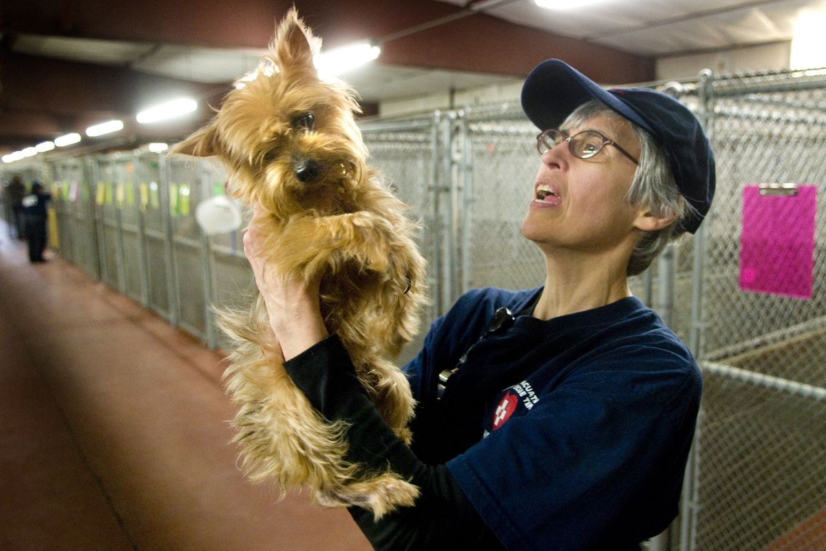  Donna Breidenbach with the Humane Evacuation Animal Rescue Team holds a neglected Yorkshire Terrier puppy, one of 47 dogs rescued from an illegal commercial kennel in northern Spokane County on Wednesday. The dogs will be evaluated and spayed or neutered.  (Colin Mulvany)