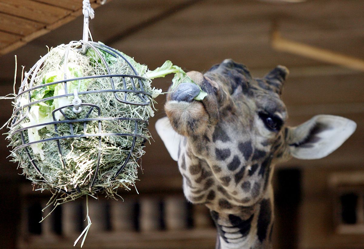 A giraffe eats hay and lettuce from a wire basket during an enrichment session to maintain physical and mental health at the Roger Williams Park Zoo in Providence, R.I., on Monday. Associated Press photos (Associated Press photos / The Spokesman-Review)