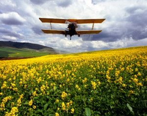 In the Palouse, a crop duster sprays a field of mustard plants. During the growining season, crop dusters dance like bees over the rolling fields of the Palouse. (Colin Mulvany/SR file photo)