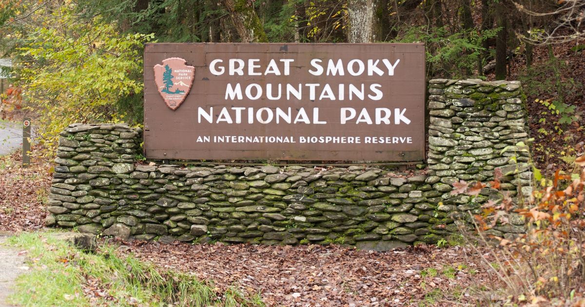 Updated:  33 black vultures were killed, then ‘dumped’ in Great Smoky Mountains, park says