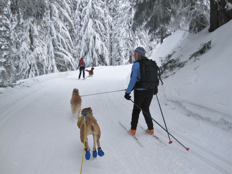 Skijoring with dogs is is allowed on designated groomed nordic skiing trails twice a week at Mount Spokane State Park (Diana Roberts)