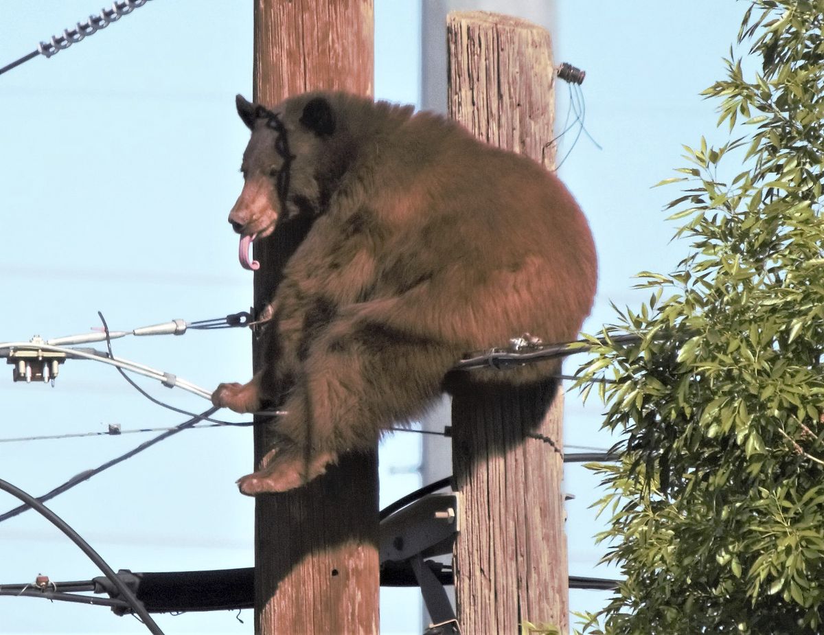 A bear is perched at the top of a utility pole Sunday, in Douglas, Ariz. Authorities say the bear eventually climbed down and scampered off, scattering about two dozen onlookers.  (Bruce Whetten)