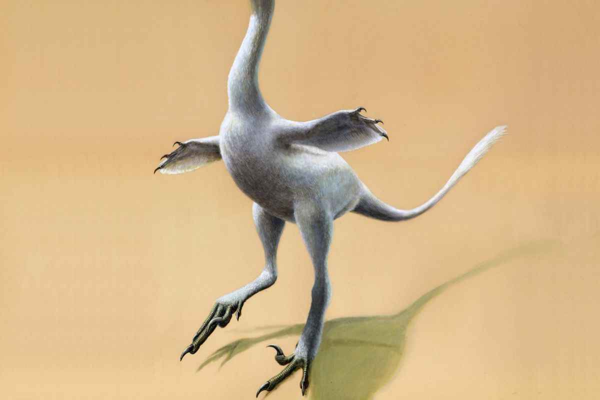 This illustration provided by Lukas Panzarin, with Andrea Cau for scientific supervision, shows a Halszkaraptor escuilliei dinosaur. The creature, about 18 inches tall, had a bill like a duck but teeth like a crocs, a swan-like neck and killer claws. (Lukas Panzarin / Associated Press)