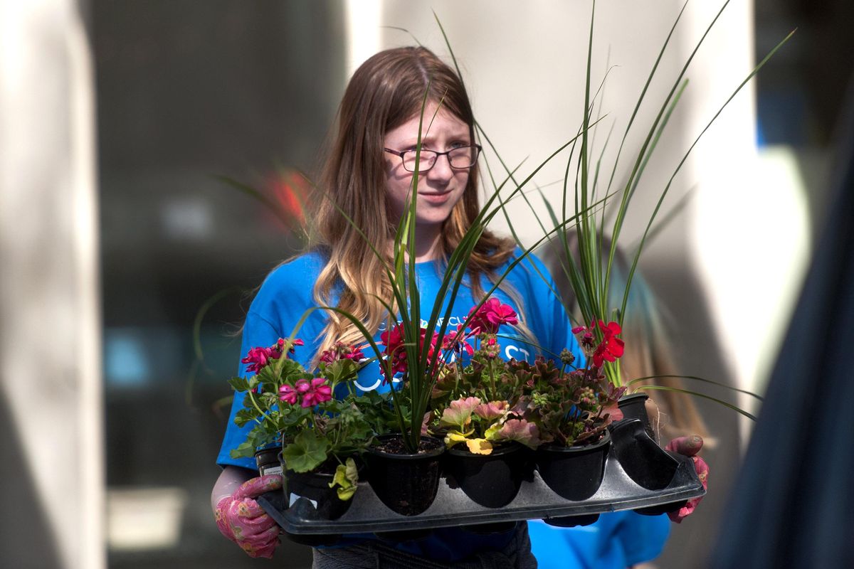 Volunteer Emma Bias, 14, carries flowers at Sheridan Elementary in Spokane on Saturday, May 4, 2019. Comcast Cable partnered with students and volunteers to construct raised beds for the Sheridan Elementary Community Garden. (Kathy Plonka / The Spokesman-Review)