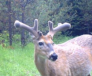 A motion activated camera put out by Daniel Hawthorne photographed this whitetail buck developing antlers north of Spokane in the third week of June. (Courtesy photo)