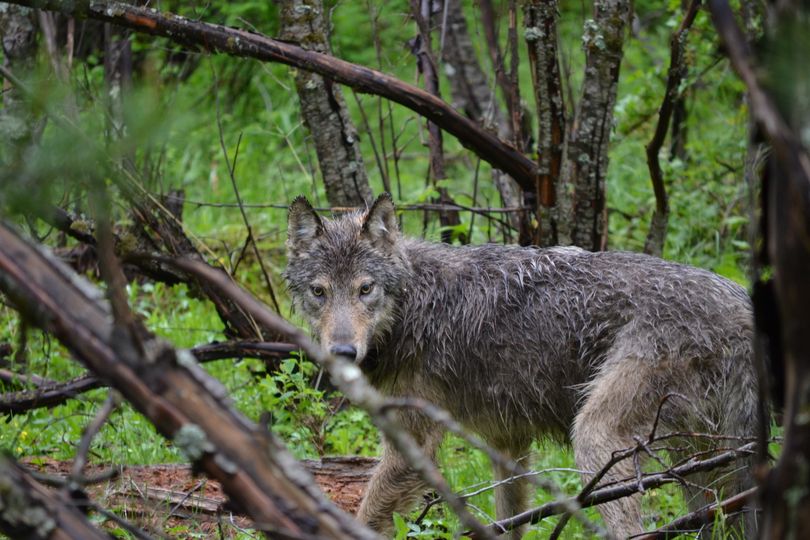 A second male wolf is released after being trapped an fitted with a radio collar on the Colville Indian Reservation onf June 5, 2012.  The Tribe named the group of wolves in the Sanpoil River region of the reservation the Nc’icn Pack, which means “grey mist as far as you can see” in the Okanogan language. (Colville Confederated Tribes)