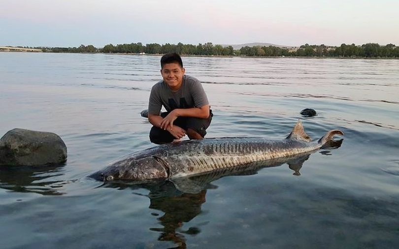 Ivan Reyes of Pasco poses with a dead sturgeon he and his father, Gerardo, spotted July 14, 2015, floating on the Pasco side of the Columbia River across from Columbia Park.  (Gerardo Reyes)
