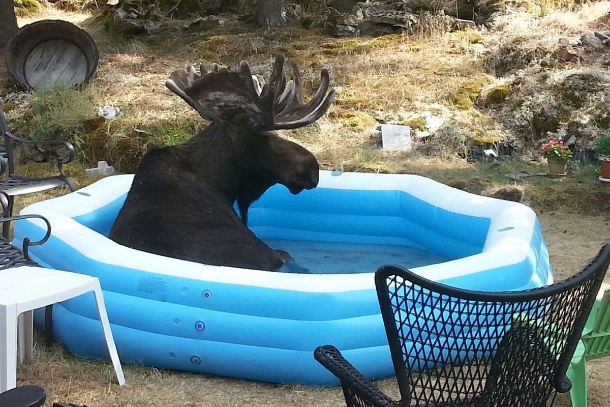 A bull moose lounges in the kiddie pool at the Johnson family residence in the Painted Hills of Spokane Valley hear Dishman-Mica Road. (Kathy Johnson)