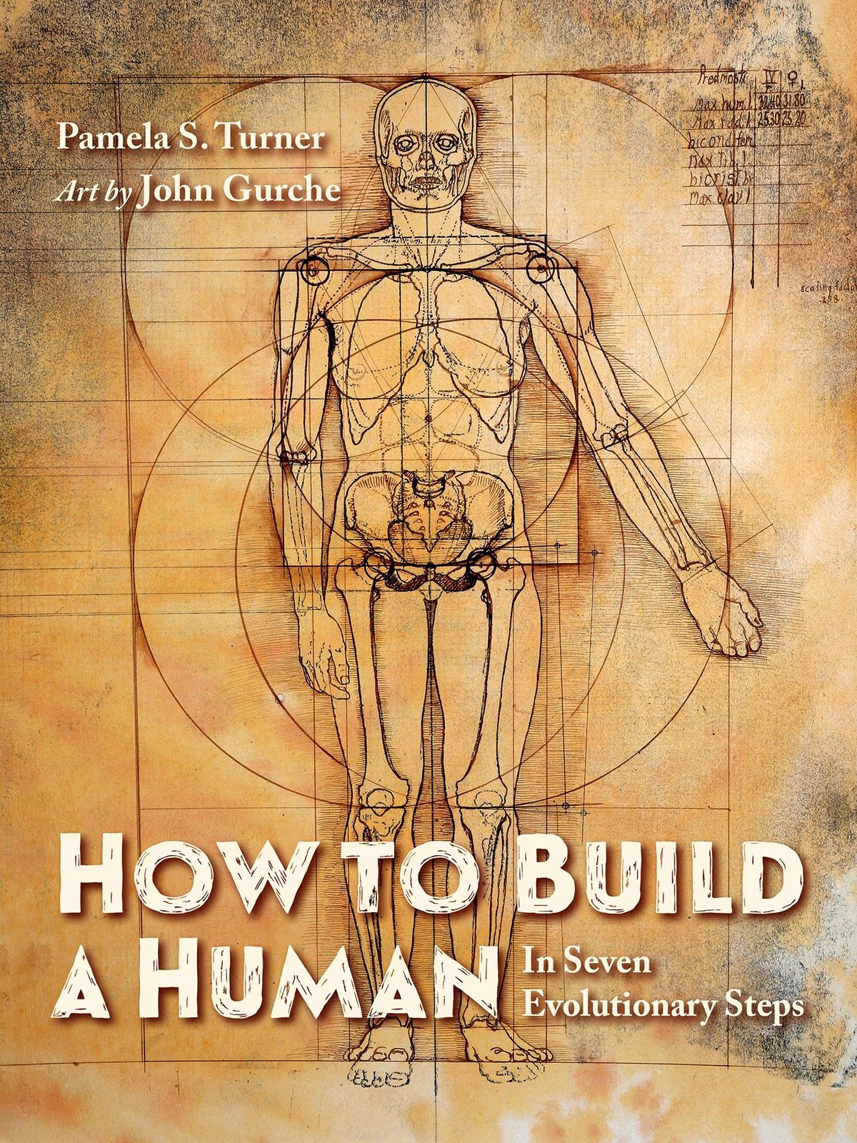 “How to Build a Human” by Pamela S. Turner.  (Courtesy of Charlesbridge)
