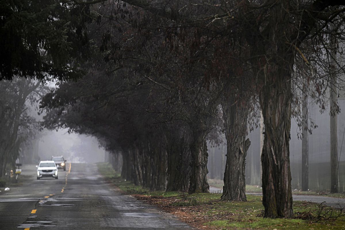 Black locust trees line Sprague Avenue in Liberty Lake on Thursday. The trees are more than 50 years old and upper branches are dying and falling on surrounding roadways near Liberty Lake Golf Course.  (Kathy Plonka/The Spokesman-Revie)