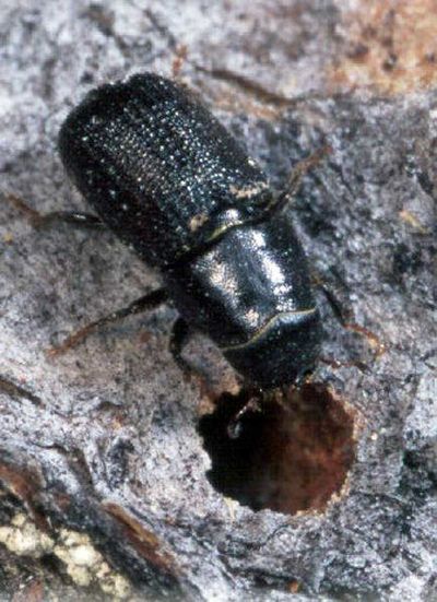 
Adult mountain pine beetle. 
 (Dion Manastyrski Ministry of Forests / The Spokesman-Review)