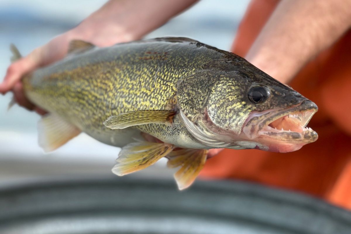 Walleye are one of the species spearfishers would be allowed to target under new rules proposed in Idaho. (Courtesy of the Idaho Department of Fish and Game )