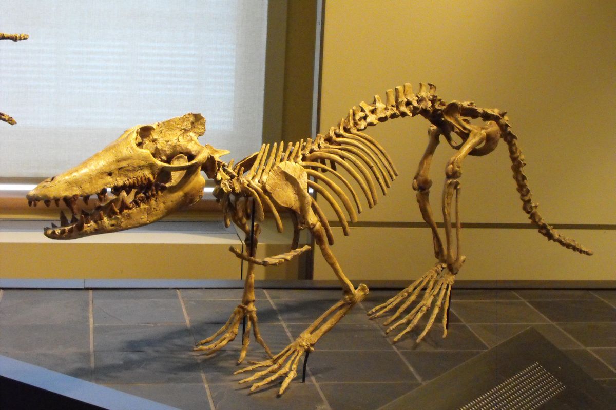 A resin cast of a Pakicetus skeleton at the Canadian Museum of Nature.  ( Kevin Guertin/Wiki)