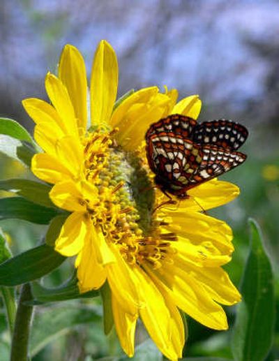 
Captive-reared Taylor's checkerspot butterflies have been released in Puget Sound by the Washington Department of Fish and Wildlife. Courtesy of Washington Department of Fish and Wildlife
 (Courtesy of Washington Department of Fish and Wildlife / The Spokesman-Review)