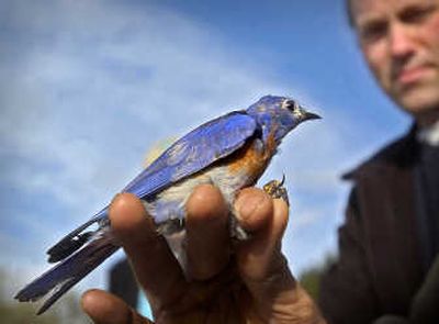 
Fish and wildlife biologist Jim Lynch holds  a male bluebird. Associated Press photos
 (Associated Press photos / The Spokesman-Review)