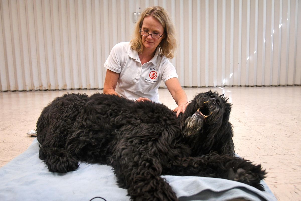 Veterinarian Julie Sowa  applies  weekly acupuncture therapy to the delight of Tunka, an 11-year-old Black Russian Terrier, on Aug. 21. 2018, at the Southside Community Center. (Dan Pelle / The Spokesman-Review)
