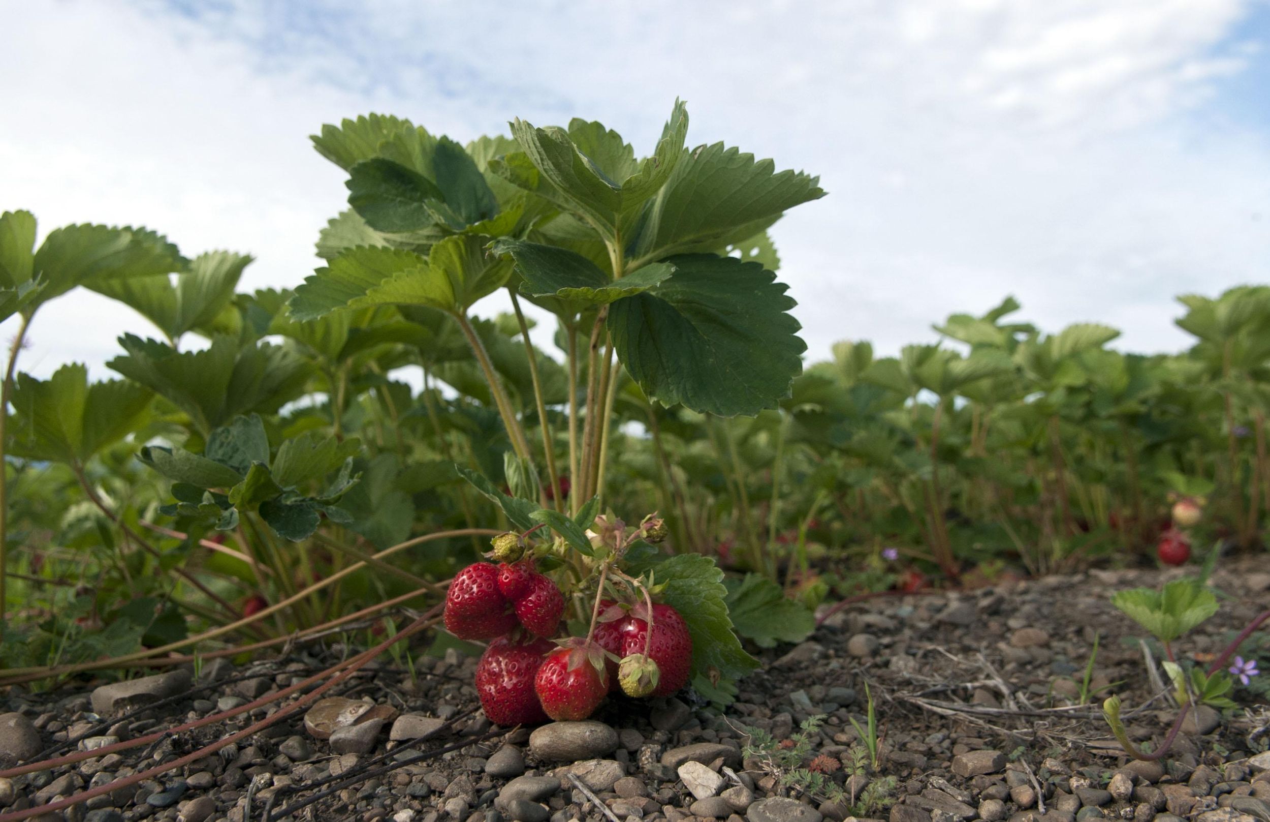 Gardening Early spring is best time to plant strawberries The SpokesmanReview