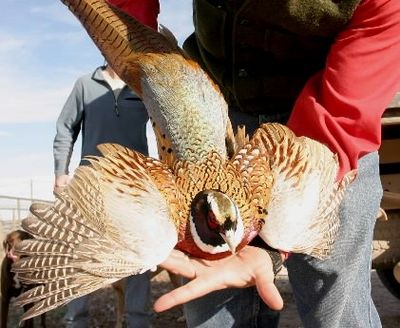 A pen-raised ring-necked pheasant is released along with others for the hunting season.   (Associated Press)