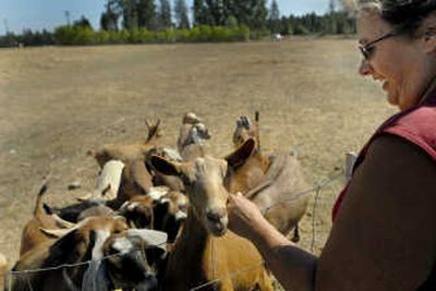 
Cheryl Clark greets her goats Friday on her property near Deer Park. Eight of her animals have been killed. A neighbor has lost rams, ducks, turkeys and chickens. The predator has yet to be caught, but officials suspect a dog is to blame.
 (Brian Plonka / The Spokesman-Review)