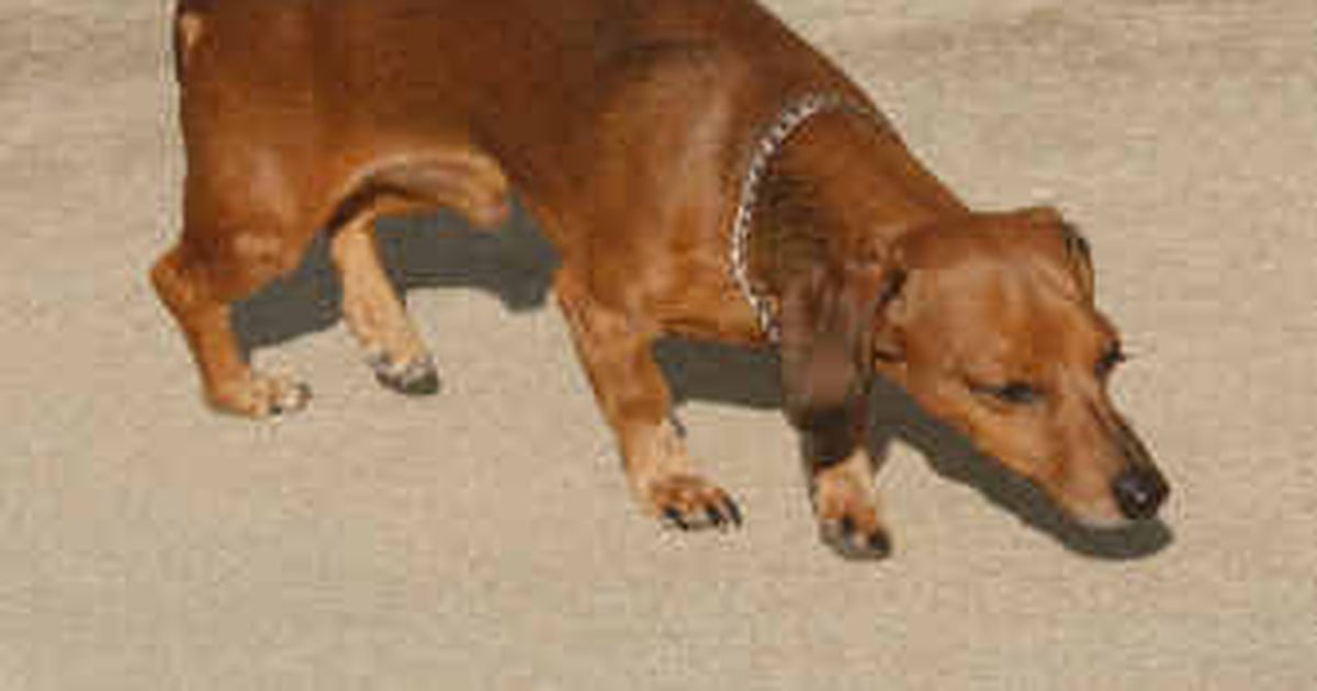 Shot Helps Dogs Recover From Spinal Cord Injuries shot-helps-dogs-recover-from-spinal-cord-injuries
