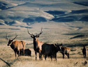 
Elk graze on the shrub steppe of the Arid Lands Ecology Reserve near and on the Hanford nuclear reservation. There now are too many elk on the reserve and federal wildlife officials say they will kill as many as 60. 
 (File/Associated Press / The Spokesman-Review)