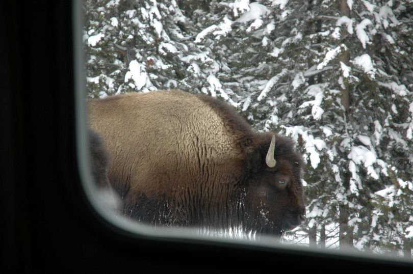  
A bison treats snowcoach riders to a view in Yellowstone National Park. 
  (Mike Brodwater / Northern Exposure Photography)