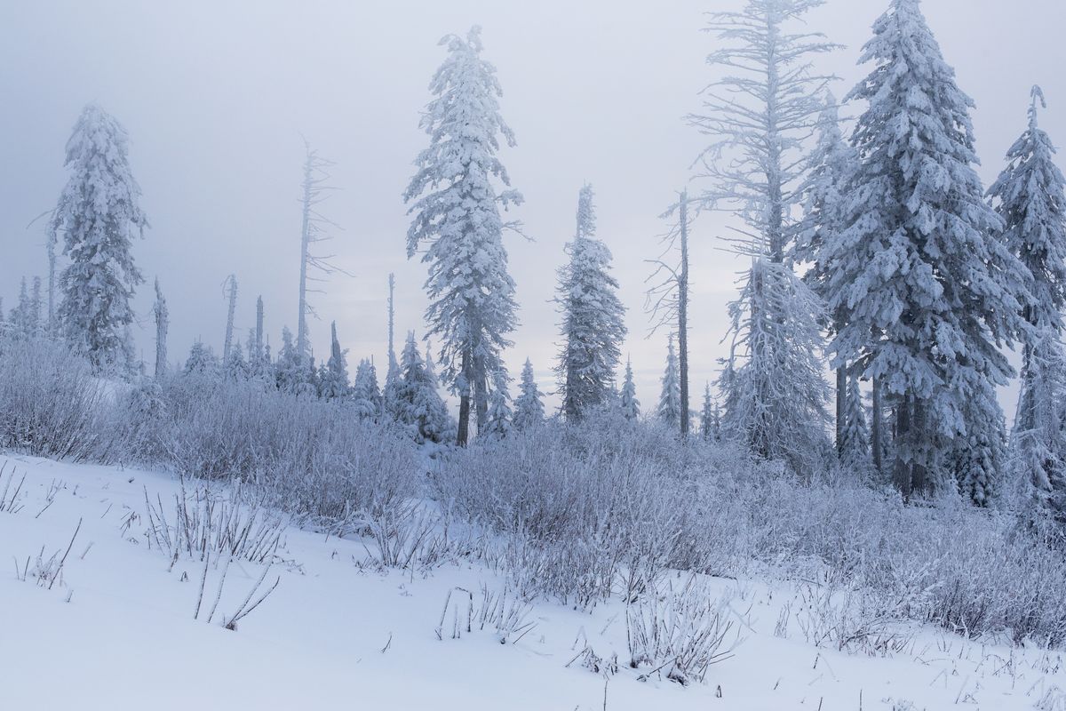 Midway up Mount Spokane, as seen on Thanksgiving Day.  (Eli Francovich)