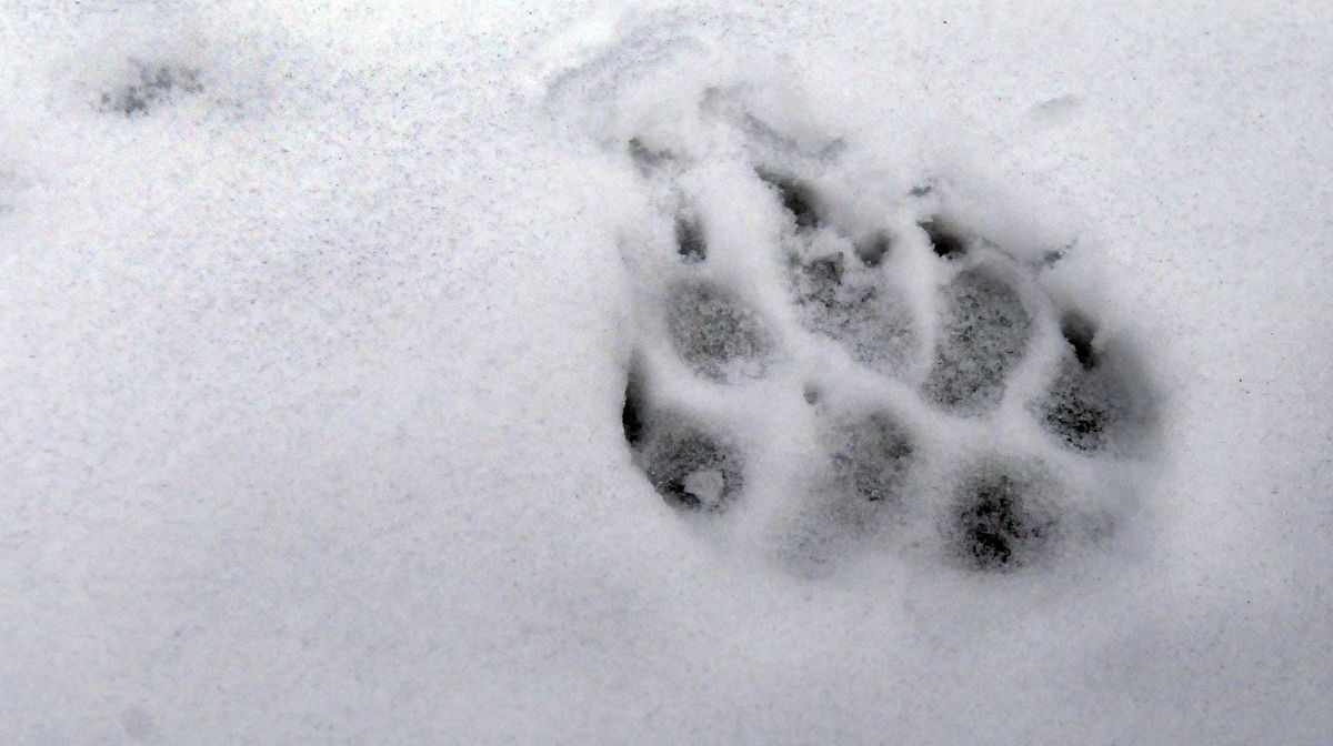 A wolf track, imprinted in the snow, was left near the carcass of an elk Feb. 2, 2010, in Avery, Idaho. (Kathy Plonka / The Spokesman-Review)
