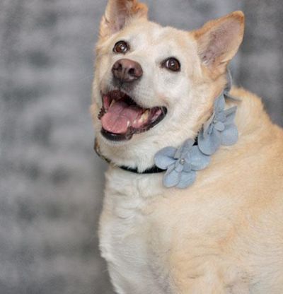 Honey has been overfed and now needs an owner who will love her and take care of her health. She is so sweet and very friendly. At seven she is a super senior and available for $25 the cost of her license. (COURTESY OF SCRAPS)