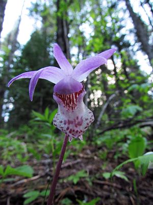 Calypso orchids are among the more colorful and delicate wildflowers found on Mount Spokane. This flower was photographed in the park on May 24, 2013. (Mike Miller)
