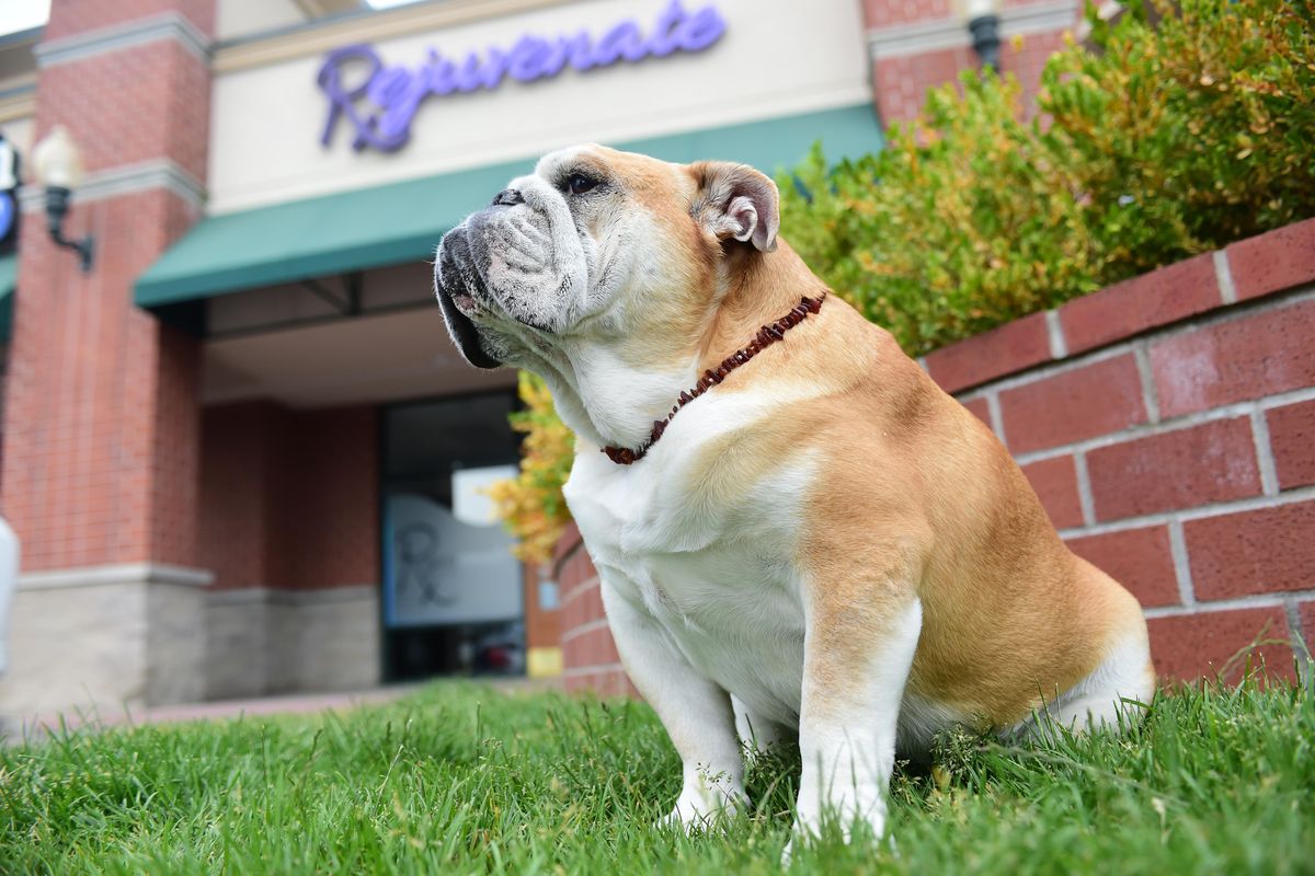 English bulldog Maddie sits outside a shopping center in North Spokane on Thursday, June 8, 2017, while her owner, Joann Waite, talks about  Maddie’s cancer diagnosis and her history as a service dog, comfort dog and unofficial Gonzaga University mascot for photos and videos. (Jesse Tinsley / The Spokesman-Review)