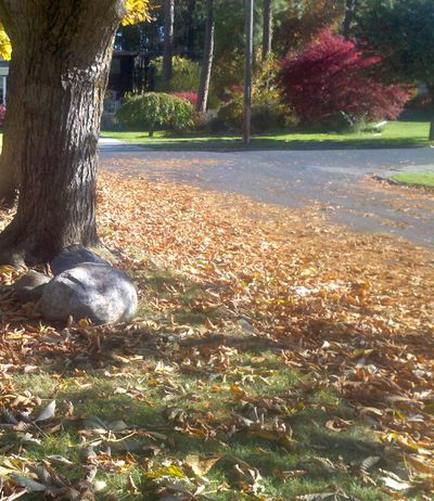 Though raking and bagging, burning or blowing have all been common ways to dispose of leaves, recent thinking suggests that mulching them can have benefits to your lawn.  (Cheryl-Anne Millsap / Down to Earth NW Correspondent)