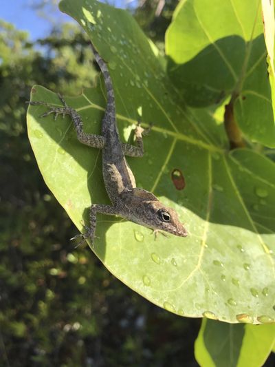 This Aug. 30, 2017 photo provided by Colin Donihue, shows an anoles lizard in the Turks and Caicos Islands. (Colin Donihue / Associated Press)