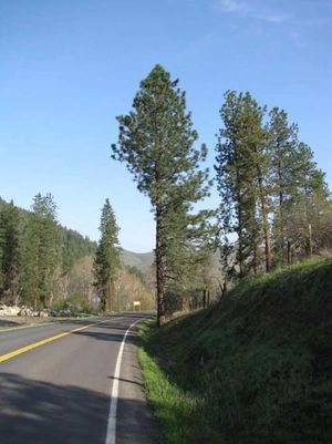 Results of tree-trimming to accommodate megaloads on U.S. Highway 12 (Courtesy photo / Idaho Rivers United)