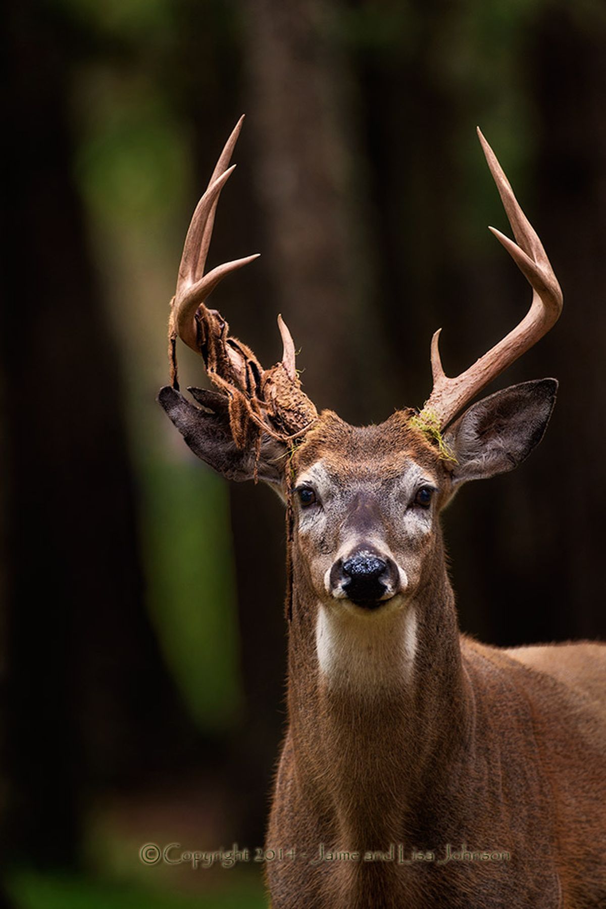 Photos Bucks And Bulls In Prime Condition This Week The Spokesman Review photos-bucks-and-bulls-in-prime-condition-this-week-the-spokesman-review