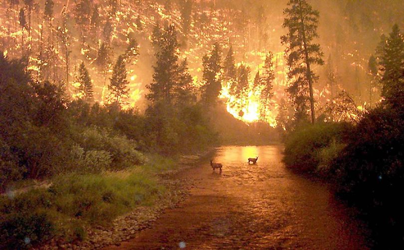 A pair of cow elk stand in the Bitterroot River as flames light up the hillside behind them, Aug. 6, 2000, near Sula, Mont.  (AP Photo/US Forest Service, , File) (John McColgan / U.S. Forest Service)