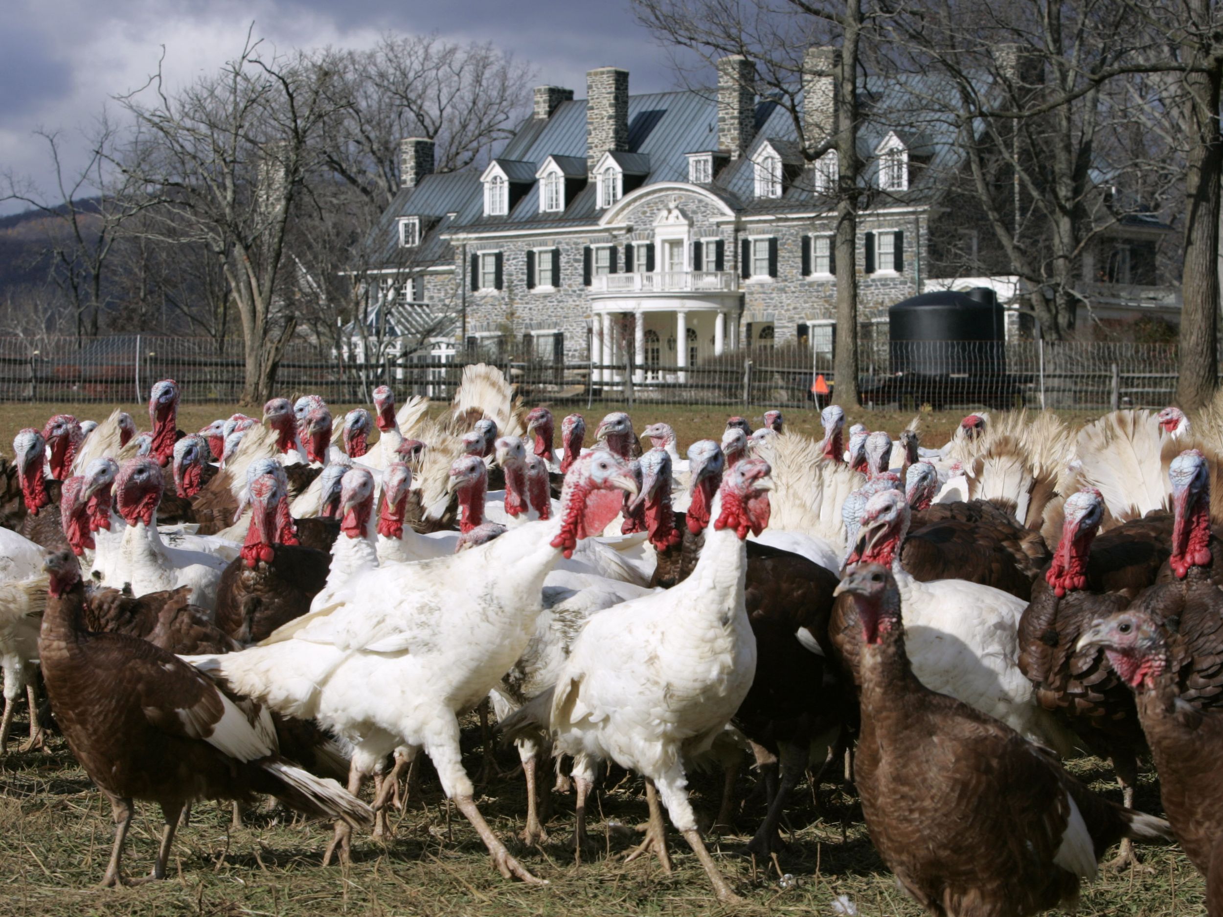 Turkeys New Pecking Order The Spokesman Review