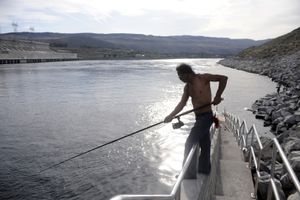Henry “Hobo” Stensgar   catches salmon below the Chief Joseph Dam. Rights of the region’s tribal members include fishing these waters, using nets and snagging. (Jesse Tinsley / The Spokesman-Review)