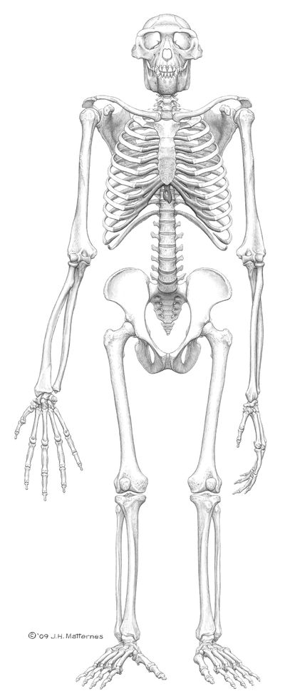 This image provided by the journal Science shows the reconstructed frontal view of the skeleton “Ardi.”  (Associated Press / The Spokesman-Review)
