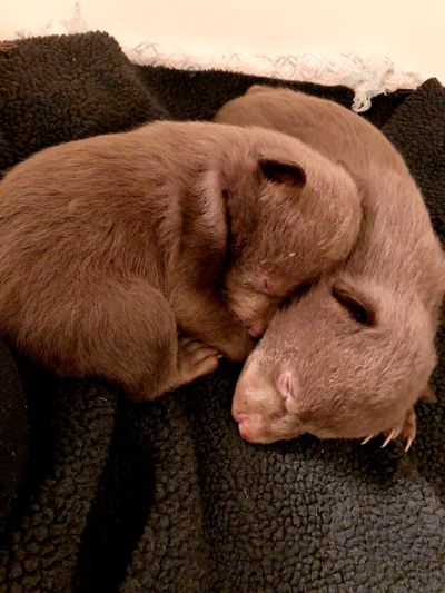 This undated photo provided by the California Department of Fish and Wildlife shows two rescued bear cubs. California wildlife officials say a Northern California man who admitted to taking the two bear cubs from their den in 2019 and notified officials after he was unable to care for them pleaded guilty in November 2021 to possession of a prohibited species. The department published the story Tuesday, March 15, 2022, on its blog about bears to encourage anyone who may witness wildlife poaching to contact authorities. via AP)  (HOGP)