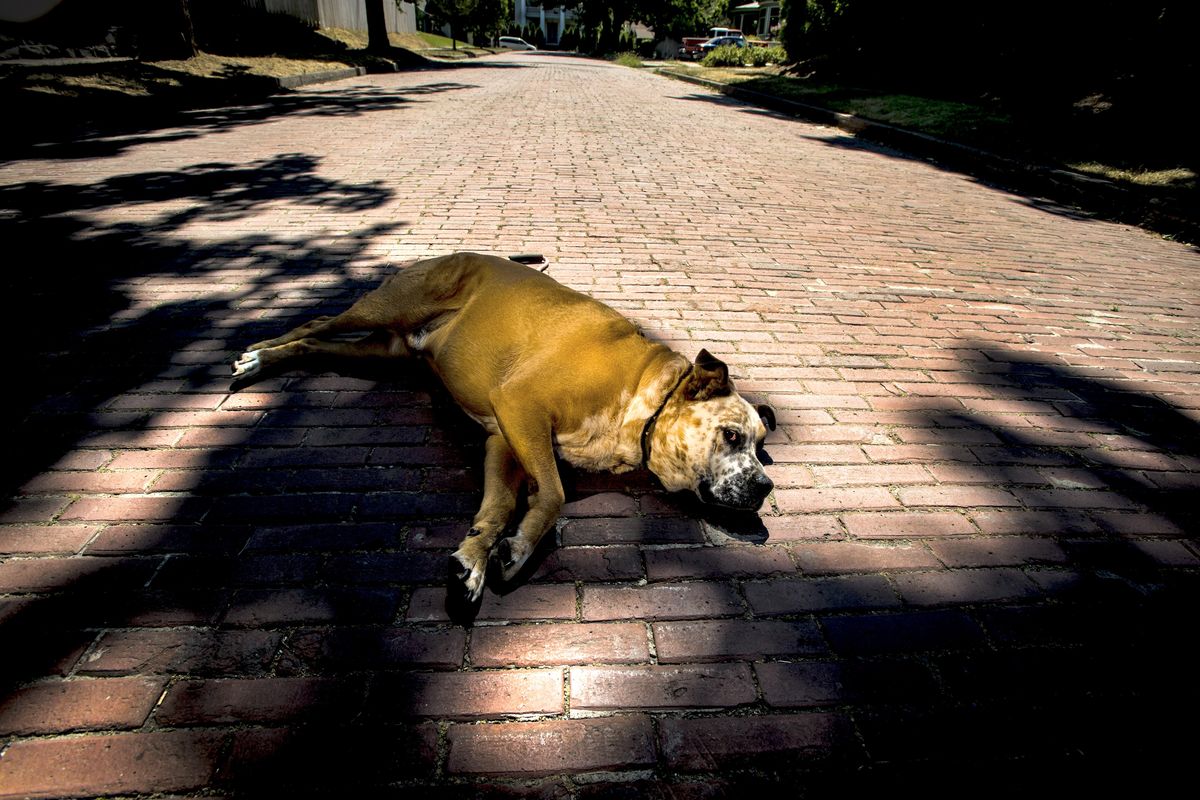During a break from a walk with his owner, Kevin Rosberg, Bubba lounges Sunday on a historic brick street at Ninth Avenue and Oak Street on Spokane’s South Hill. (Colin Mulvany / The Spokesman-Review)