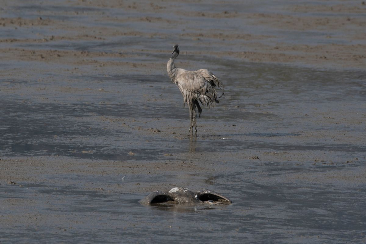A dead crane lies on the ground at the Hula Lake conservation area in northern Israel, Saturday, Dec. 25, 2021. Bird flu has killed thousands of migratory cranes and threatens other animals in northern Israel amid what authorities say is the deadliest wildlife disaster in the nation
