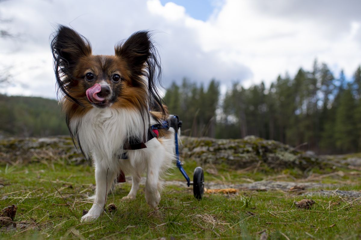 Jake, a Papillon who uses a wheelchair, takes in the scenery on a 5.3-mile hike at Post Falls Community Forest on March 20.  (Angela Schneider Noses & Toes Pet Photography)