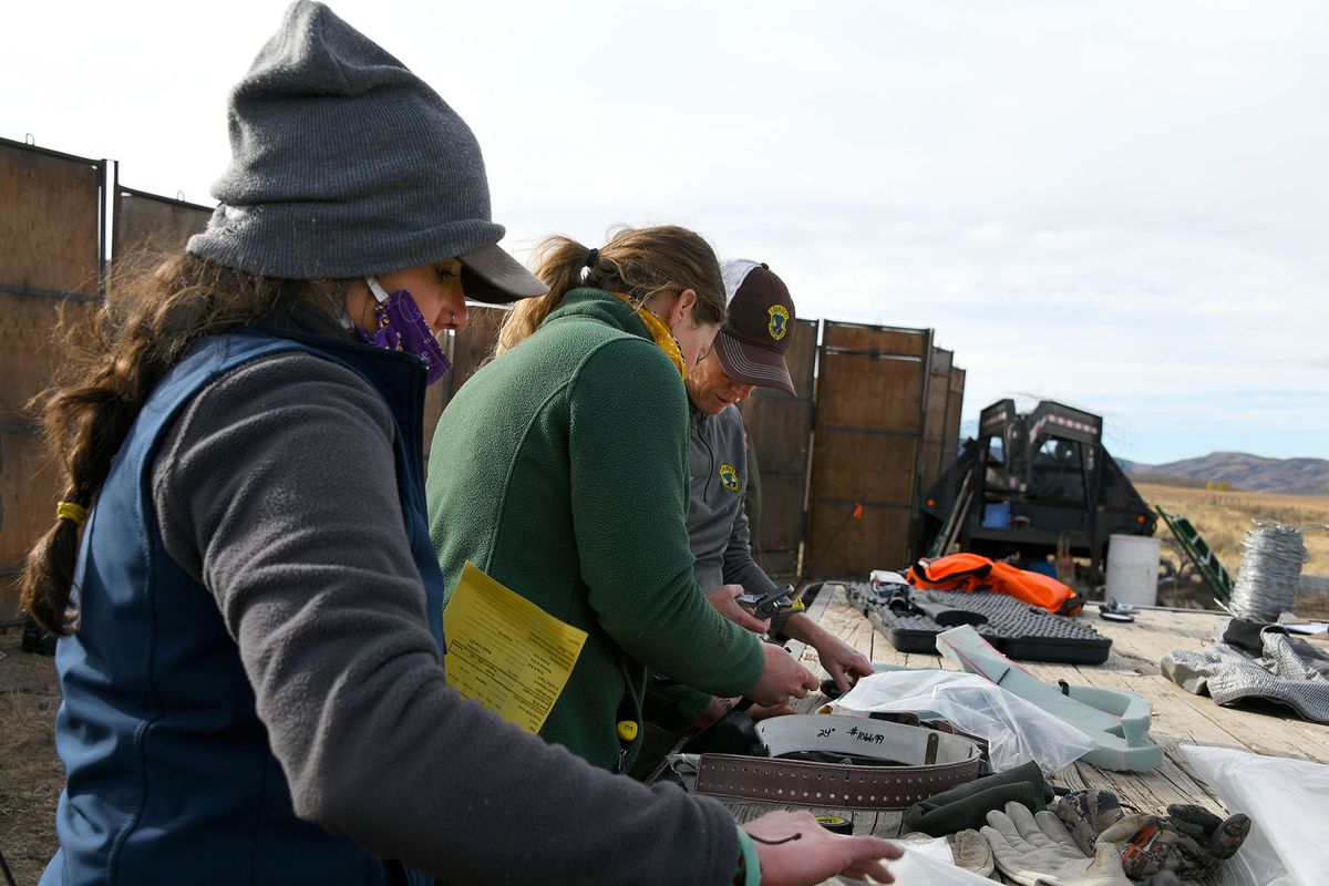 Idaho Fish and Game biologists prepare radio collars to put on trapped elk during an operation last week.  (Courtesy of Idaho Fish and Game)